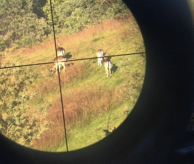 Stephen Hoppe-fallow in crosshairs